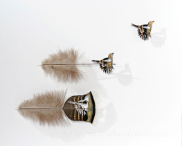 Chris Maynard, Magpie Liftoff, Turkey Feathers, 12" x 15"